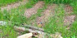 Pedo-épuration : gestion et valorisation des eaux ménagères au jardin