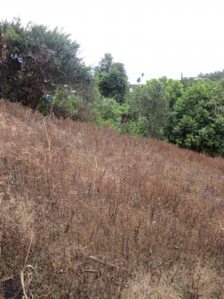 Sol-milieu-tropical-permaculture-design-3
