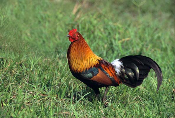 Hervé Husson nous raconte la vraie nature de la poule, ses origines et l’histoire de son élevage à travers les âges.