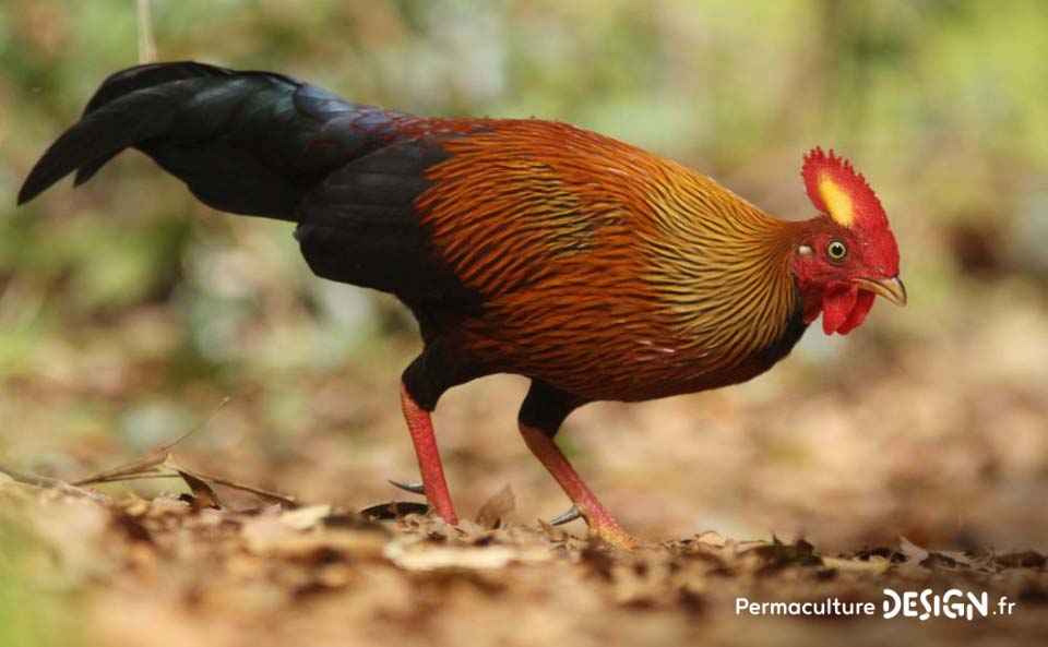 Hervé Husson nous raconte la vraie nature de la poule, ses origines et l’histoire de son élevage à travers les âges.