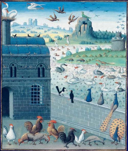 Hervé Husson nous raconte la vraie nature de la poule, ses origines et l’histoire de son élevage à travers les âges.