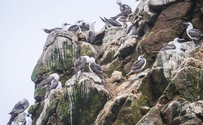 Le guano d’oiseaux marins, ici des fous variés (Sula variegata), a fait l’objet d’une exploitation massive et dévastatrice pendant des dizaines années.