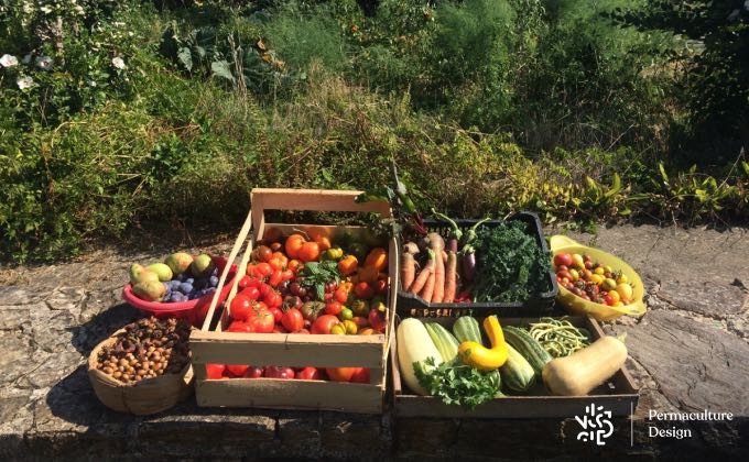 Jolie récolte, notamment de légumes gourmands, au potager en permaculture !