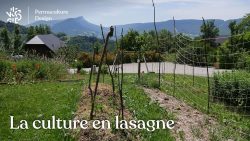 La culture en lasagne en Permaculture