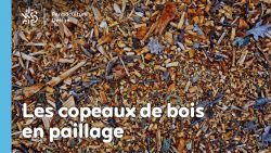 Les copeaux de bois en paillage