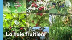 La haie fruitière comestible en permaculture