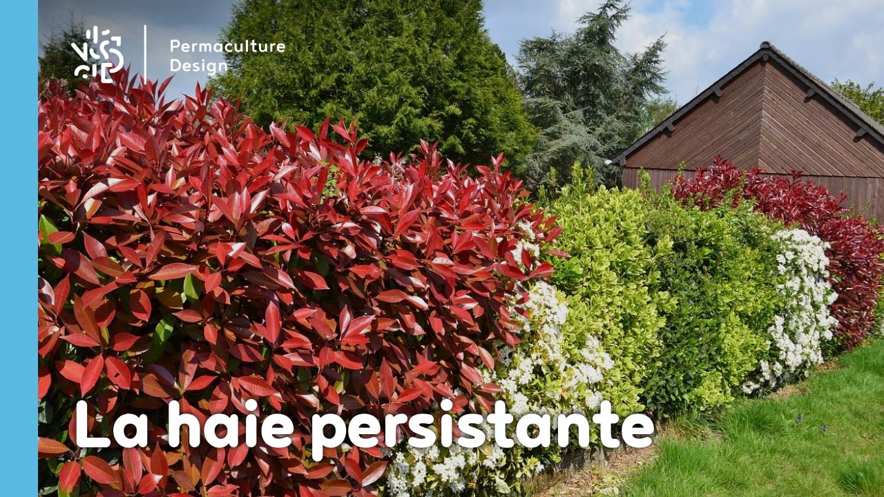 La haie persistante au jardin en permaculture