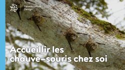 Installer un nichoir pour accueillir les chauve-souris