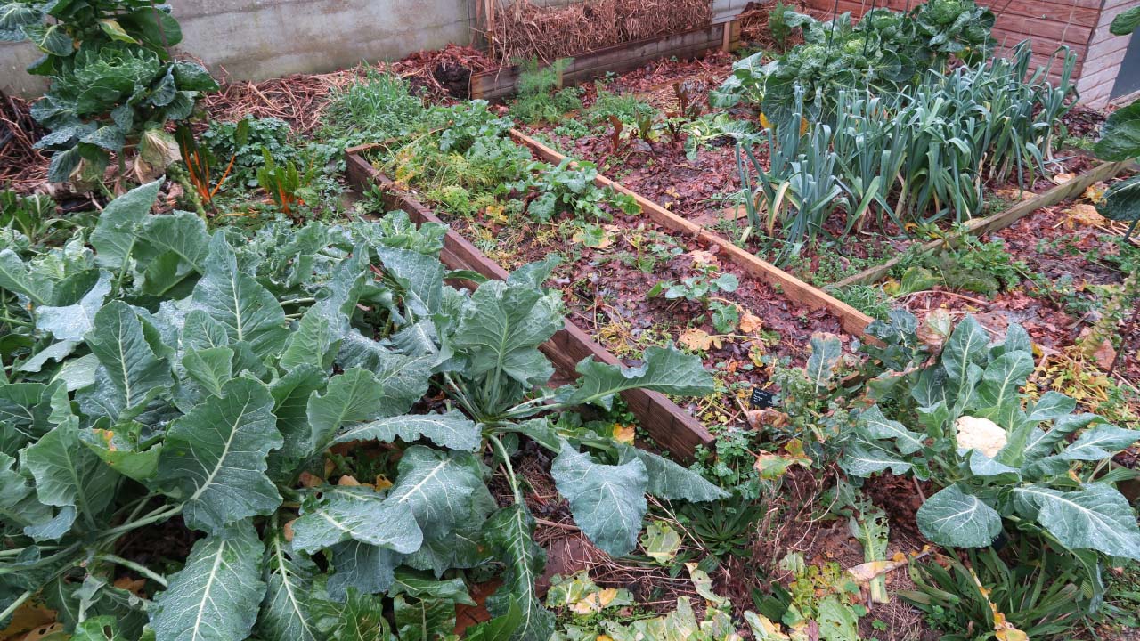 Quels légumes d&rsquo;hiver planter dans son potager ?