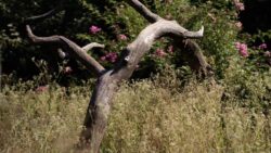 Gardez le bois mort dans votre jardin en permaculture !