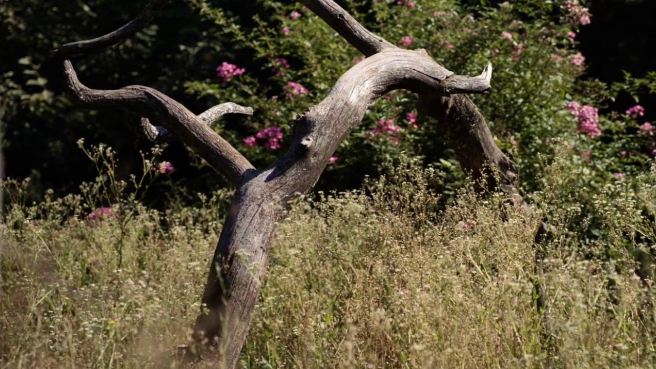 Gardez le bois mort dans votre jardin en permaculture !