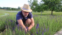 11 plantes médicinales faciles à cultiver