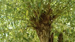 De l’intérêt des trognes ou arbres têtards au jardin en permaculture