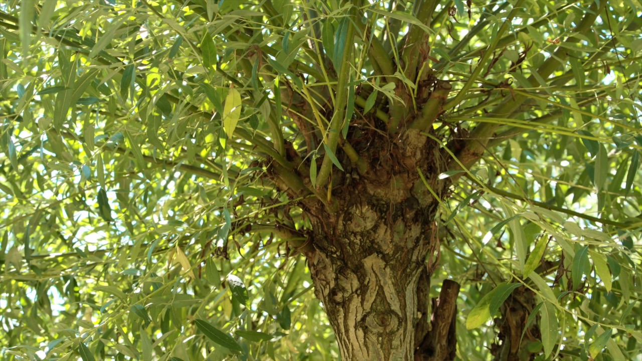 De l’intérêt des trognes ou arbres têtards au jardin en permaculture