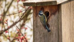Comment installer correctement un nichoir à oiseaux ?