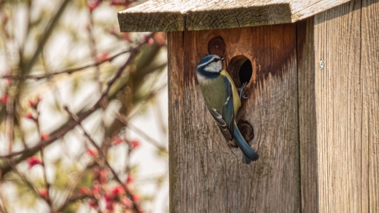 Comment installer correctement un nichoir à oiseaux ?