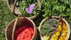 S&rsquo;installer en plantes aromatiques et médicinales