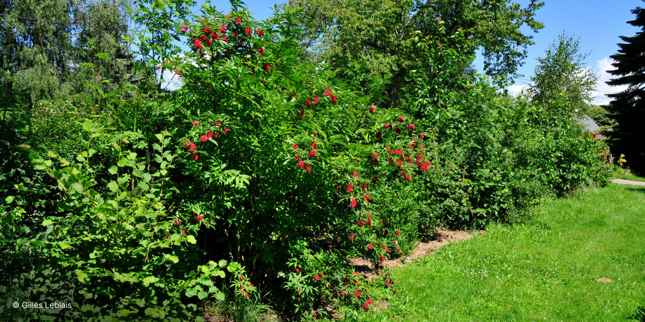 Comment créer une haie de jardin pour la biodiversité ?