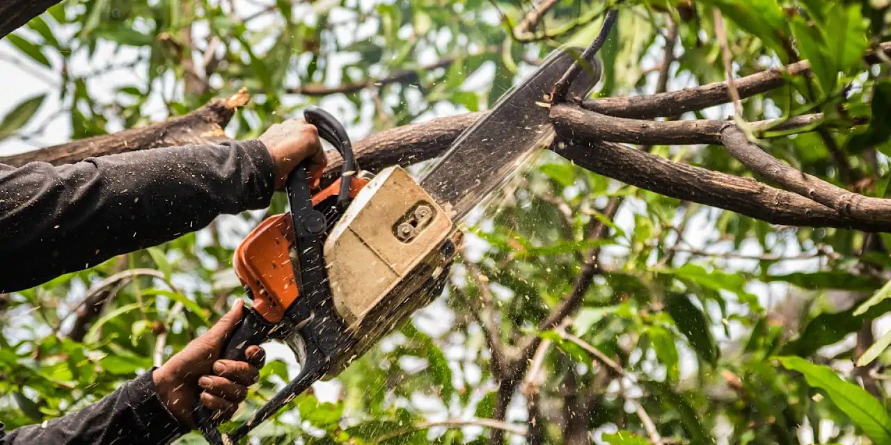 Élaguer un arbre sans l&rsquo;abimer