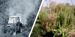 Verger naturel, quelles différences avec un verger classique ?