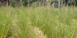 Permaculture tropicale – le vétiver comment le récolter et l&rsquo;utiliser !