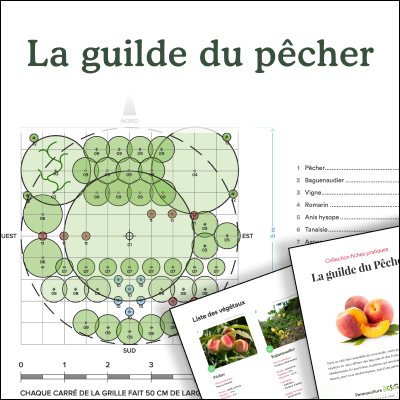Fiche permaculture guilde du pêcher.
