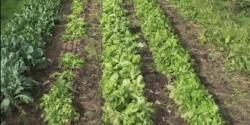 Les 5 piliers du maraîchage agroécologique pour une production durable
