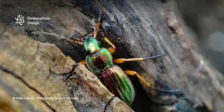Découvrez les prédateurs naturels des limaces & escargots