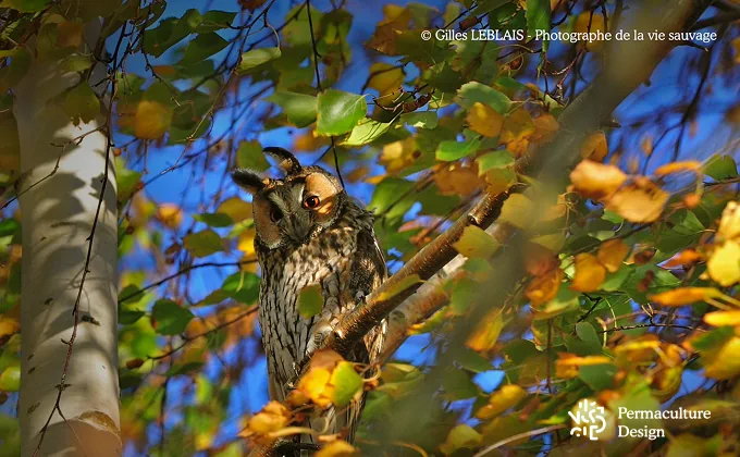 Le hibou moyen duc est un prédateur des mulots et campagnols.