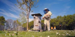 Ruche tronc : une solution durable et naturelle pour vos abeilles