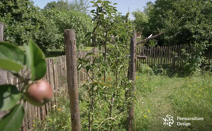 Haie fruitière jardin en permaculture.