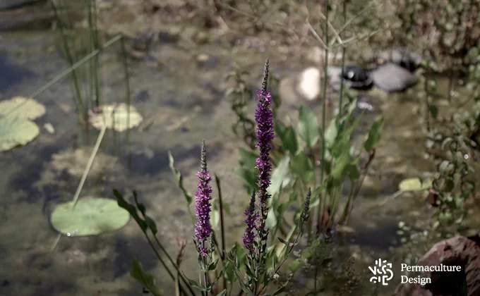 Image plante filtrante d'une piscine naturelle.