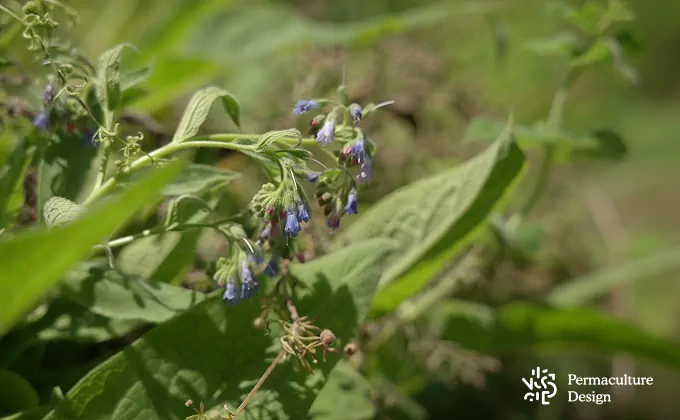 Fleur de consoude dans un jardin en permaculture