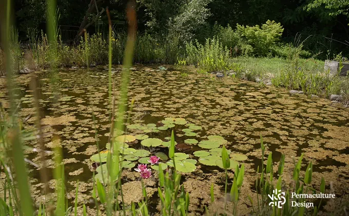 Mare naturelle dans un jardin en permaculture