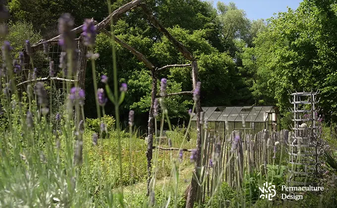 Lavandes dans un potager en permaculture dans un sol sableux