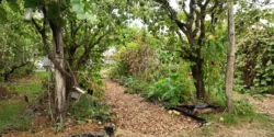 Les 5 clés pour associer vos plantes en jardin-forêt