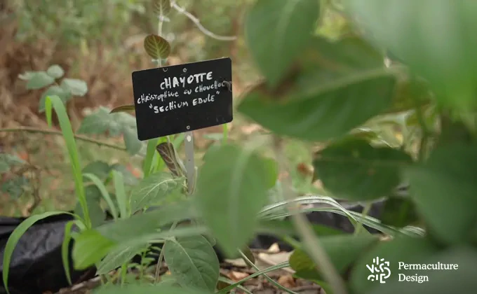 Associations de plantes dans un jardin-forêt.