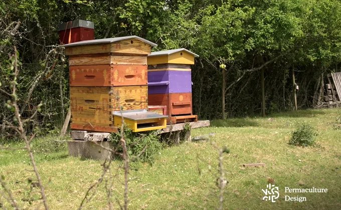 Ruches dans un jardin en permaculture.