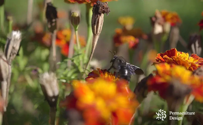 Abeille charpentière qui butine une fleur dans un jardin en permaculture.