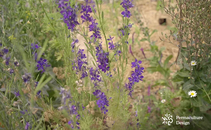 Plantes mellifères pour accueillir une ruche dans un jardin en permaculture.