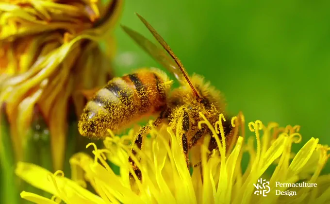 Abeille qui butine une fleur dans un jardin en permaculture.
