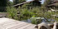 Créer la mare naturelle idéale pour votre jardin : 7 exemples concrets pour vous guider