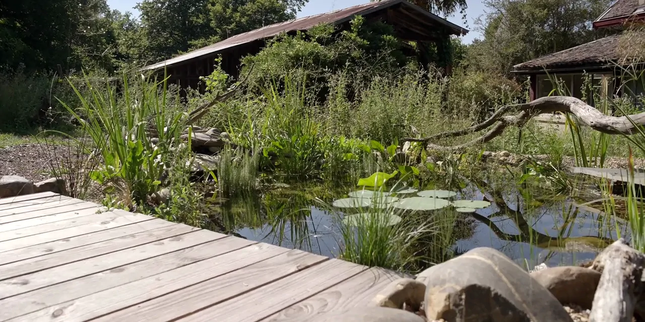 Créer la mare naturelle idéale pour votre jardin : 7 exemples concrets pour vous guider