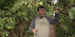 Comment associer vivaces et annuelles en jardin-forêt