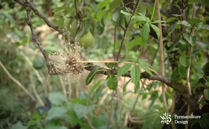 Associations de plantes vivaces et annuelles en jardin-forêt.