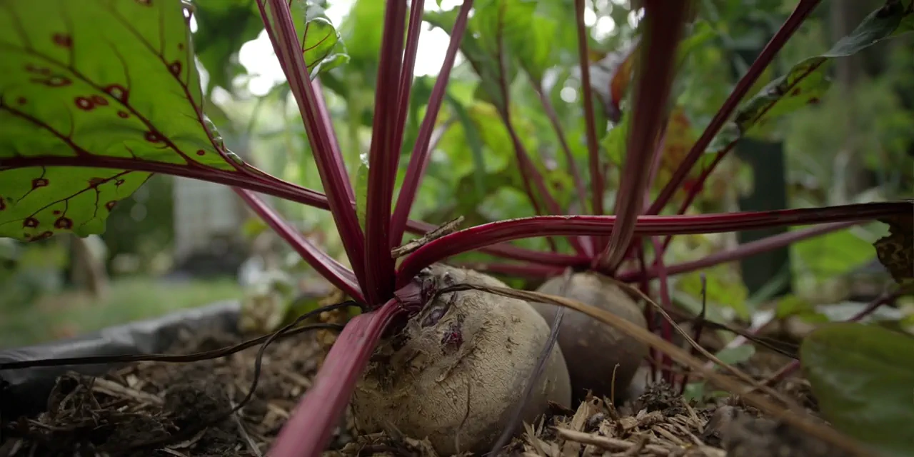 Comment créer un potager dans un jardin-forêt ?    