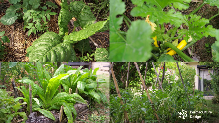 Tomates, courgettes, salades et blettes poussant dans des buttes Hugelkultur dans un petit jardin en permaculture en ville.