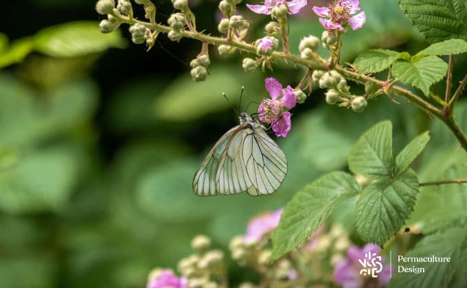 Papillon butinant une fleur de ronce.