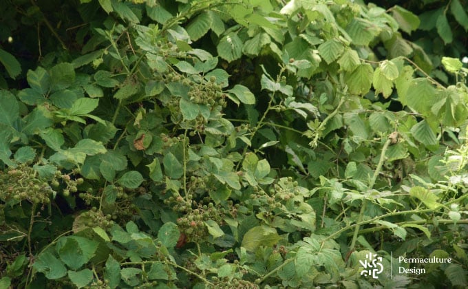 Tiges, fruits et feuilles de ronces dans un jardin en permaculture.