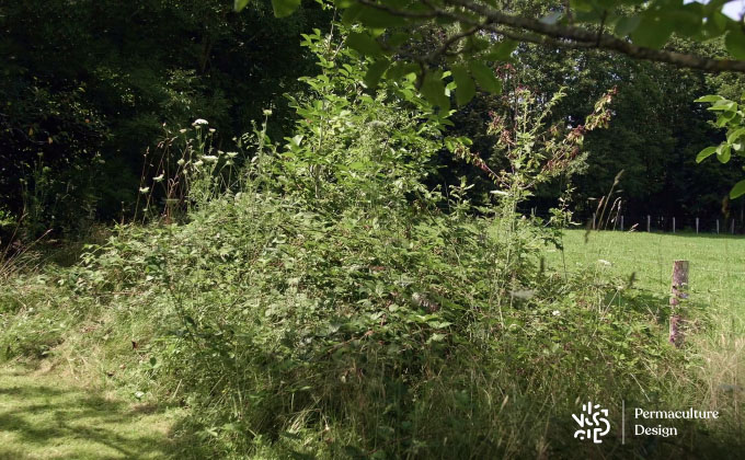Amas de ronces protectrices d’où émergent de jeunes arbres.